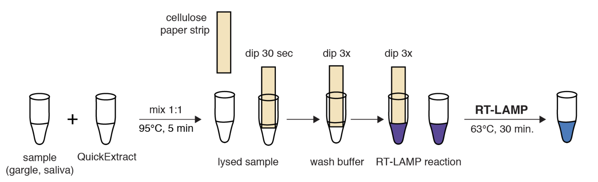 HomeDip-LAMP enables SARS-CoV-2 detection in low-resource and home settings