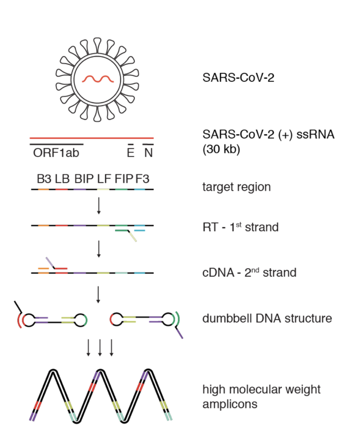 the Loop-mediated isothermal amplification after reverse transcription (RT-LAMP) method