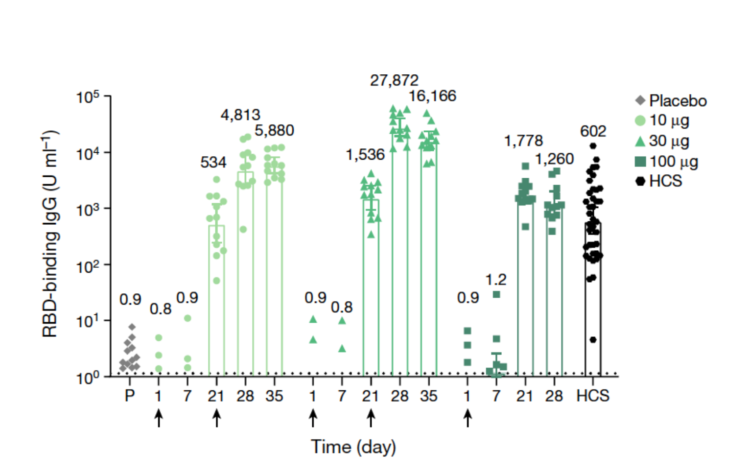 Immunogenicity of BNT162b1_ip2