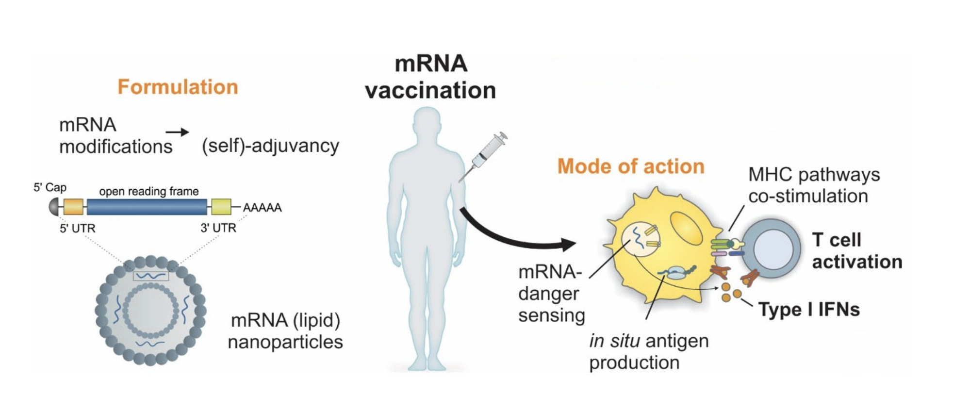 mRNA vaccination platform_ip2