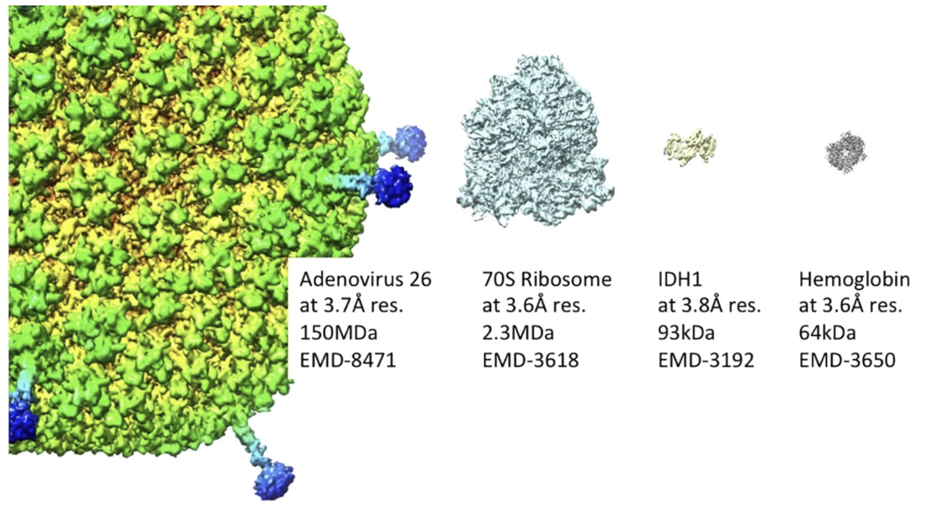 Representative bio-molecules solved by cryo-EM at near-atomic resolution