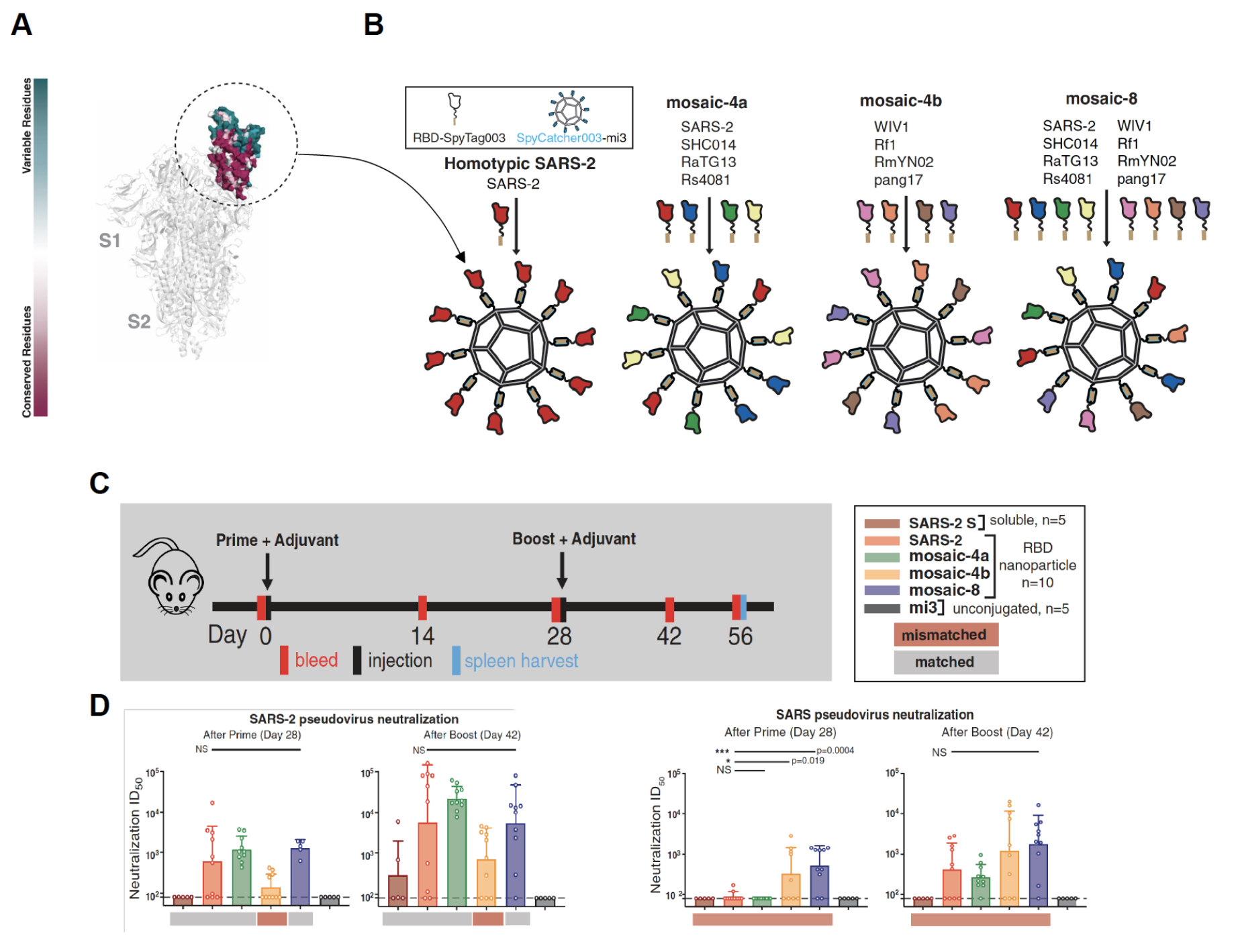 AlphaFold predicts protein structures with high accuracy