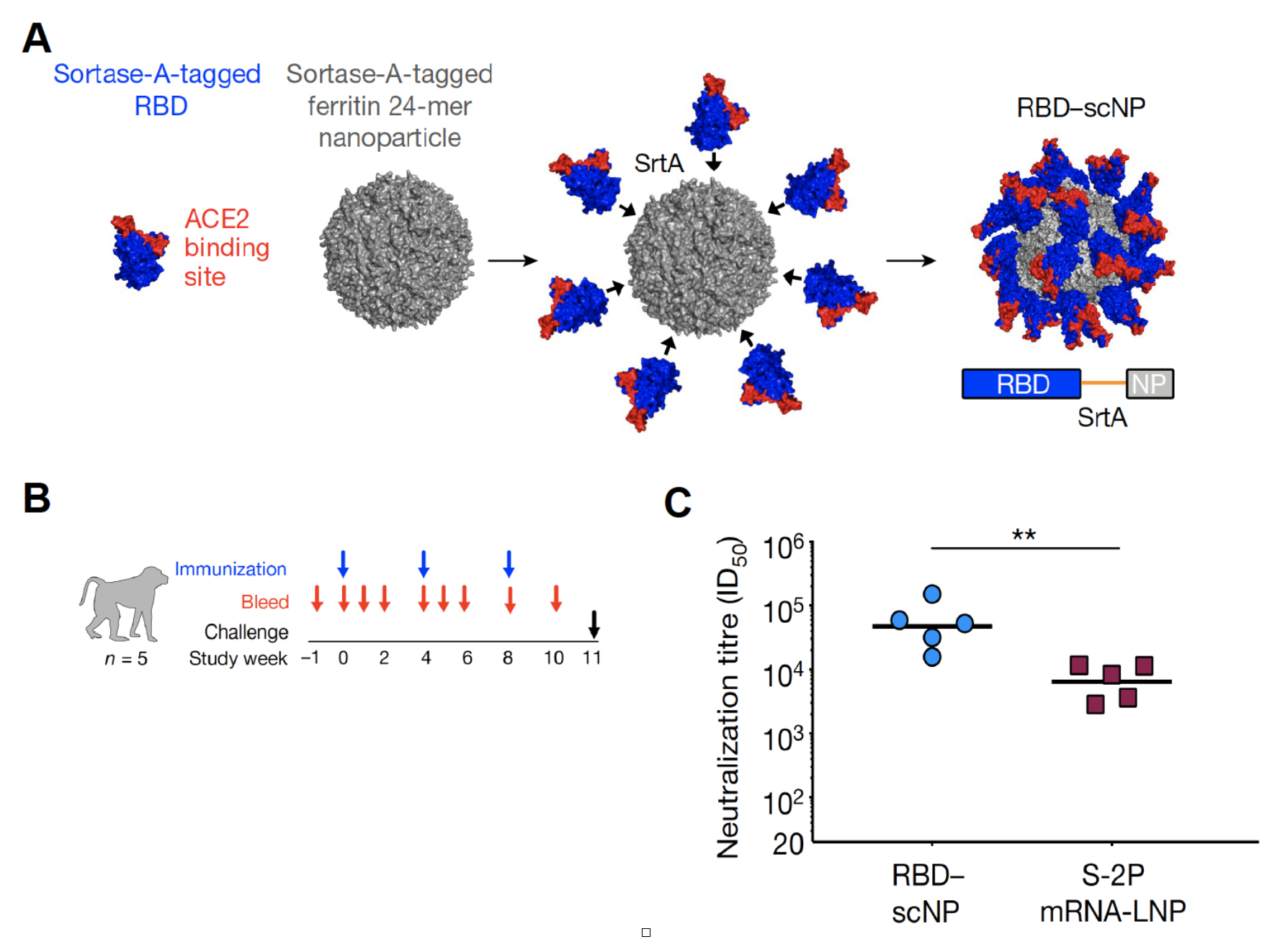 AlphaFold predicts protein structures with high accuracy